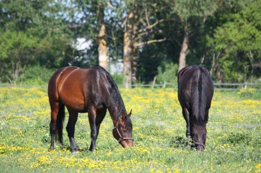 iki kahverengi yemek çimen atlar