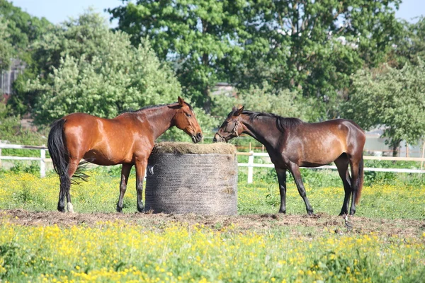 Two horses eating hay from the bale — Stock Photo, Image