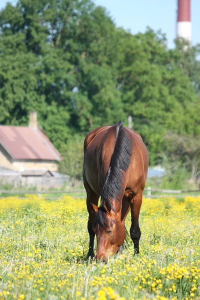 Bay horse eating grass in summer — Stock Photo, Image