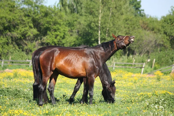 Gelukkig bruin paard smilling op het veld met bloemen — Stockfoto