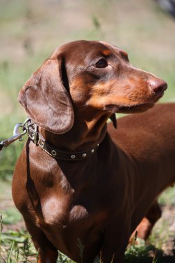 kahverengi daksund köpek portre Park