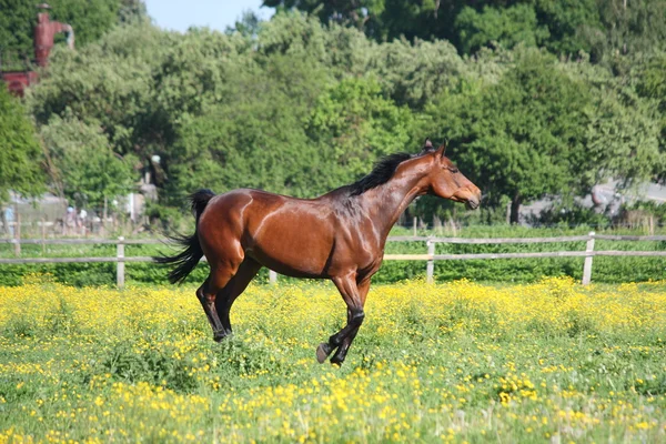 Красива латвійська порода кінь біжить на полі — стокове фото