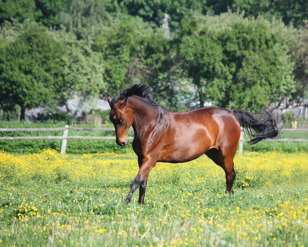 Hermoso caballo de raza letona corriendo en el campo —  Fotos de Stock