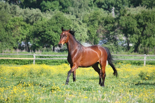 Belo cavalo de raça letão correndo no campo — Fotografia de Stock