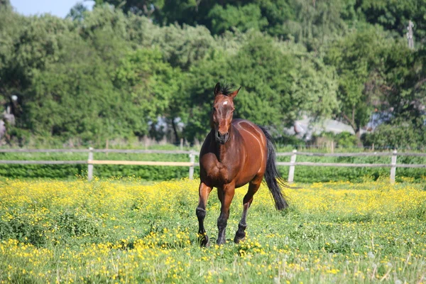Belo cavalo de raça letão correndo no campo — Fotografia de Stock
