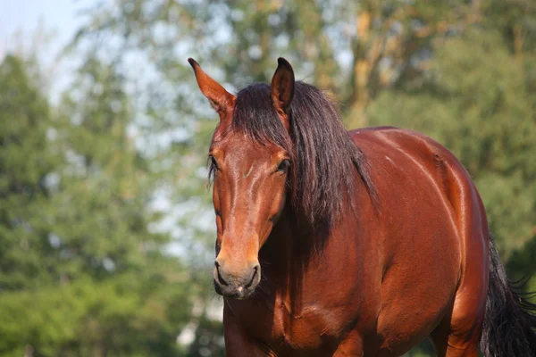 Zatoka konia portret w lecie — Zdjęcie stockowe