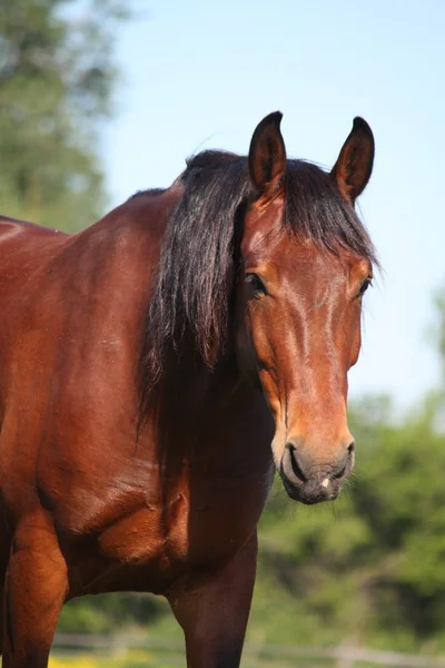 Zatoka konia portret w lecie — Zdjęcie stockowe