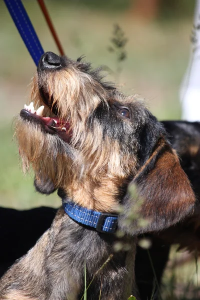 Ritratto di cane bassotto marrone nel parco — Foto Stock