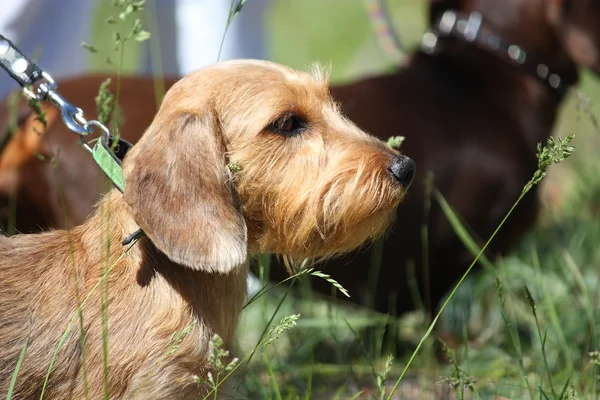 Brązowy jamnik pies portret w parku — Zdjęcie stockowe