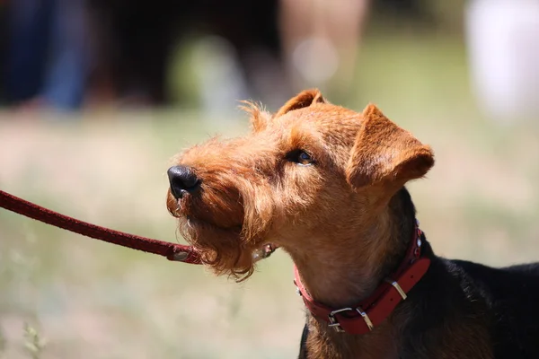 Brun welsh terrier porträtt i park — Stockfoto
