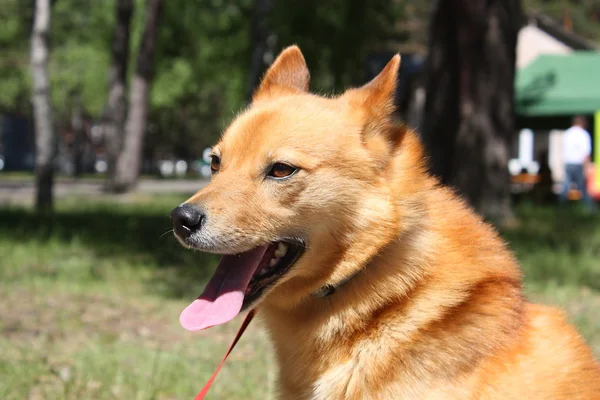 Улыбающийся портрет каштановой собаки в парке — стоковое фото