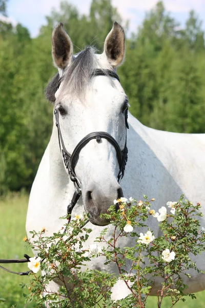 Όμορφο λευκό άλογο πορτρέτο στα λουλούδια — Φωτογραφία Αρχείου