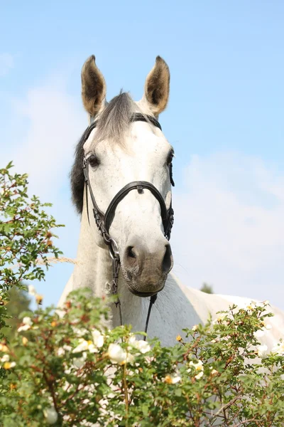 Hermoso retrato de caballo blanco en flores — Foto de Stock