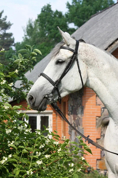 Hermoso retrato de caballo blanco en flores — Foto de Stock