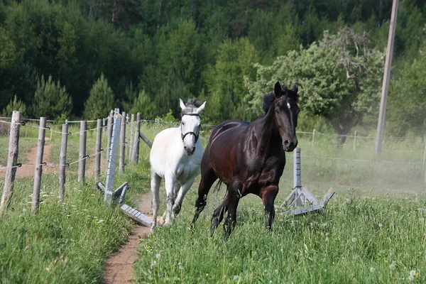 Caballos blancos y negros corriendo en el campo —  Fotos de Stock