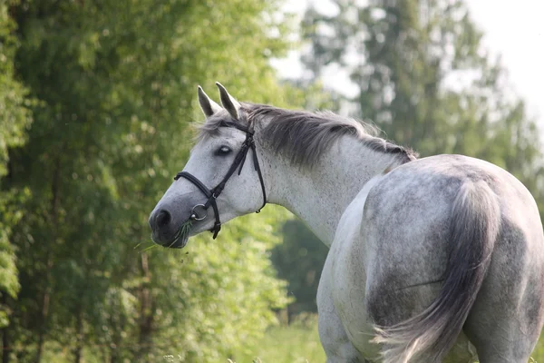 Білий кінь їсть траву на пасовищі — стокове фото