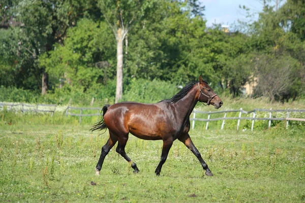 Cavallo bruno che trotta al pascolo — Foto Stock