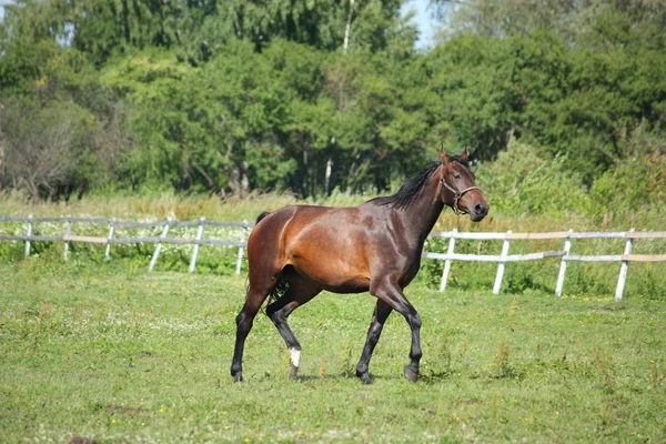 Cavalo castanho trote no pasto — Fotografia de Stock