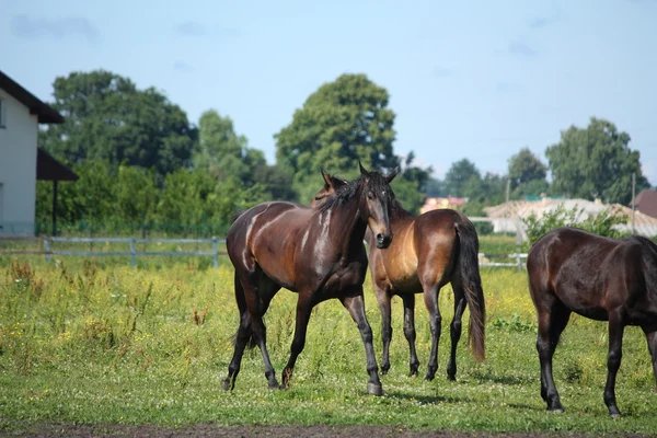 Caballo marrón trotando en el pasto —  Fotos de Stock