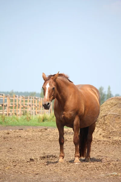 Brown pregnant horse mare standing at the field — Stock Photo, Image