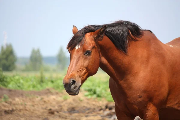 Tråkigt brun häst porträtt på de betande — Stockfoto