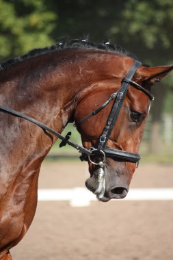 güzel spor at portre terbiye test sırasında