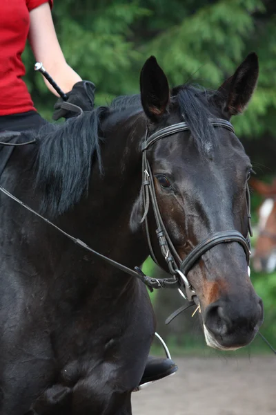 Beautiful sport horse portrait during dressage test — Stock Photo, Image