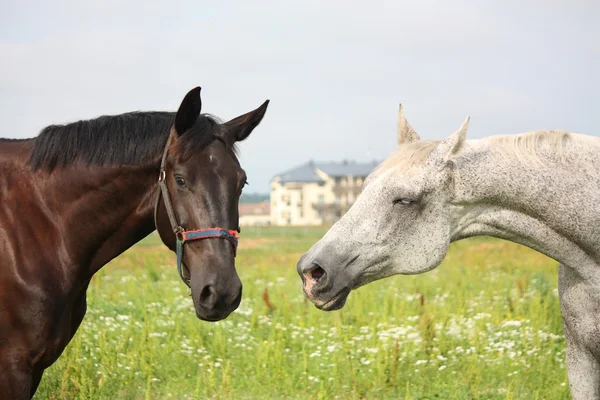 White and black horse portrait at the grazing — Stock Photo, Image