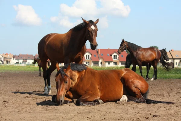 Hnědý kůň ležící na zemi — Stock fotografie