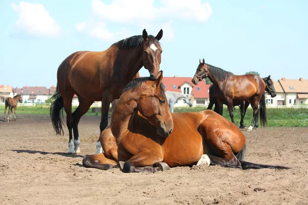 Hnědý kůň ležící na zemi — Stock fotografie