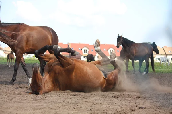 Hnědý kůň ležící na zemi — Stock fotografie
