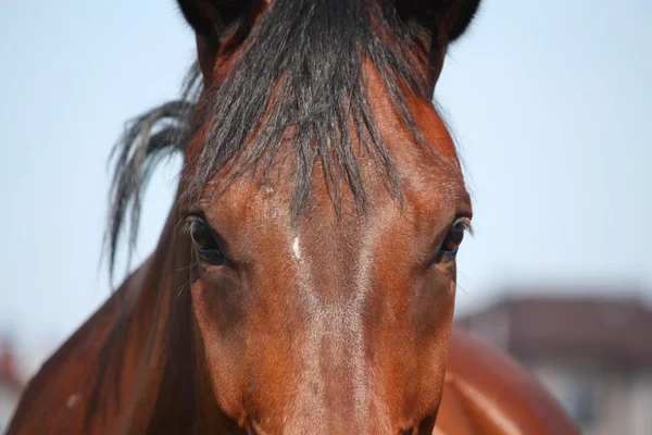 Закрыть голову коричневой лошади — стоковое фото