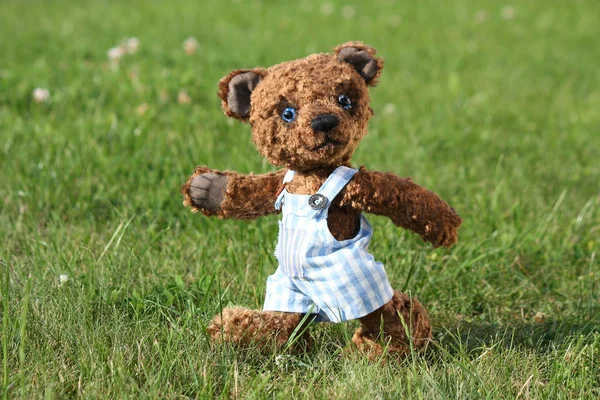 Smiling brown teddy bear in blue shorts — Stock Photo, Image