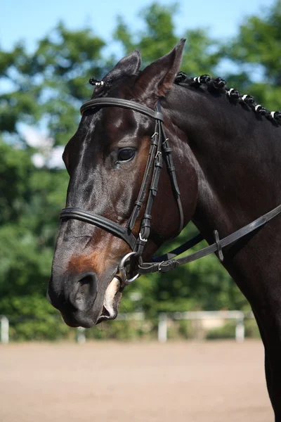 Portrét krásné sportovní koně během drezurní zkoušky — Stock fotografie