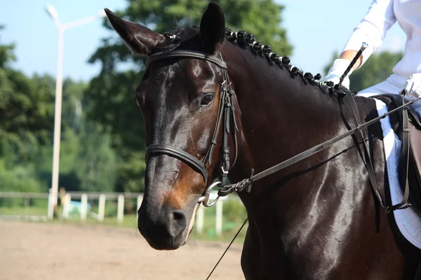 Το όμορφο άθλημα άλογο πορτρέτο κατά τη διάρκεια του τεστ ιππική δεξιοτεχνία — Φωτογραφία Αρχείου