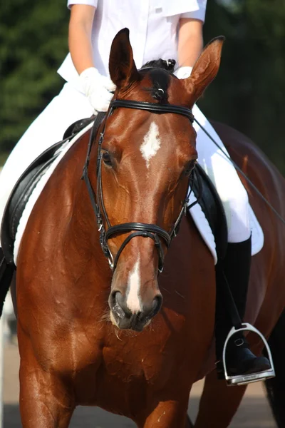 Belo retrato de cavalo esporte durante o teste de curativo — Fotografia de Stock