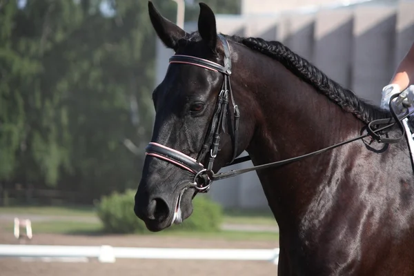 Bellissimo ritratto di cavallo sportivo durante il test di dressage — Foto Stock