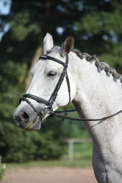 Портрет спортивной лошади во время дресс-теста — стоковое фото