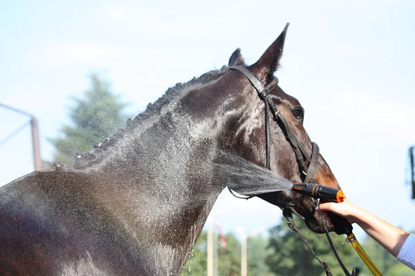 Bruin paard nemen van een bad Stockfoto