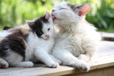 gato madre lavando su gatito