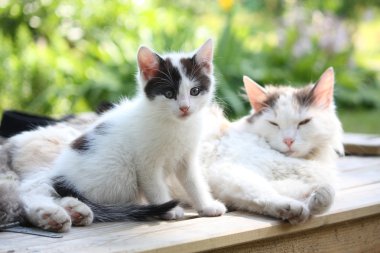 sevimli kedi yavrusu annesinin yanında oturan