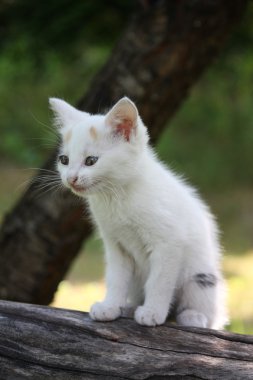 Ağaç dalında miyavlayan beyaz kedi yavrusu.