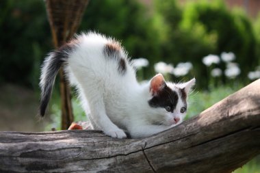 küçük beyaz yavru kedi tırmalamak ağaç dalı