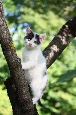küçük şirin kedi yavrusu ağaç tırmanışı