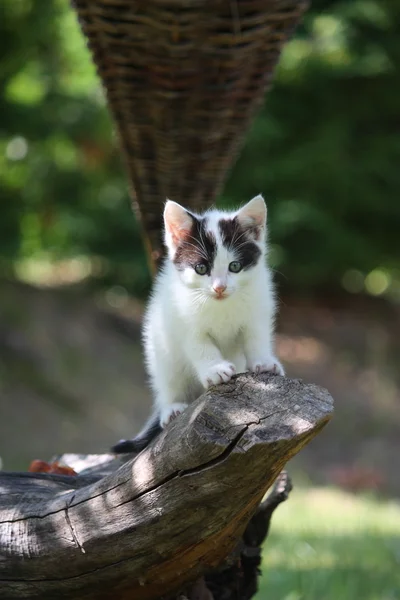 Pequeño gatito lindo trepando al árbol — Foto de Stock