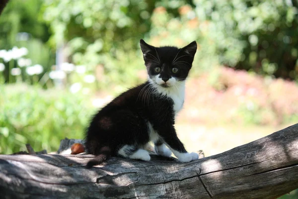 坐在树枝上的黑色小猫 — 图库照片