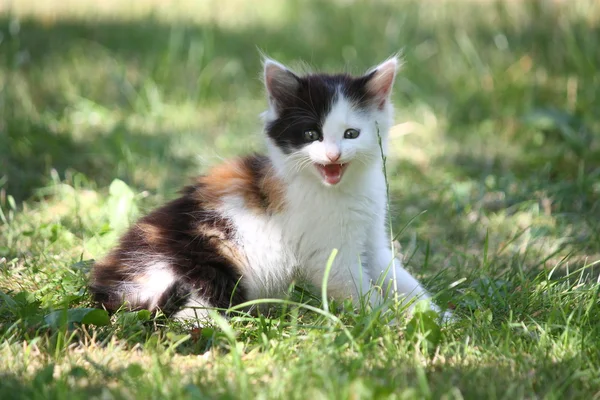 Gattino tricolore seduto sull'erba miagolare — Foto Stock