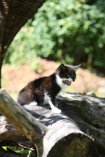 Black kitten sitting on the tree branch meowing — Stock Photo, Image