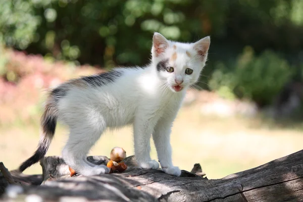 Gatito blanco de pie en la rama del árbol —  Fotos de Stock