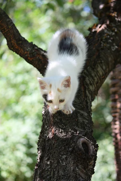 Cute white kitten climbing down from the tree — Stock Photo, Image